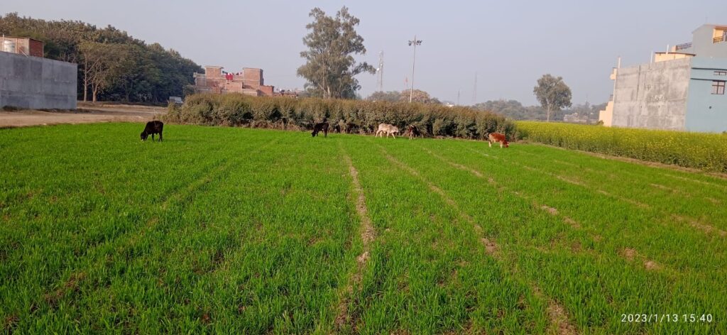 छुट्टा पशुओं से किसान त्रस्त, जिम्मेदार मस्त