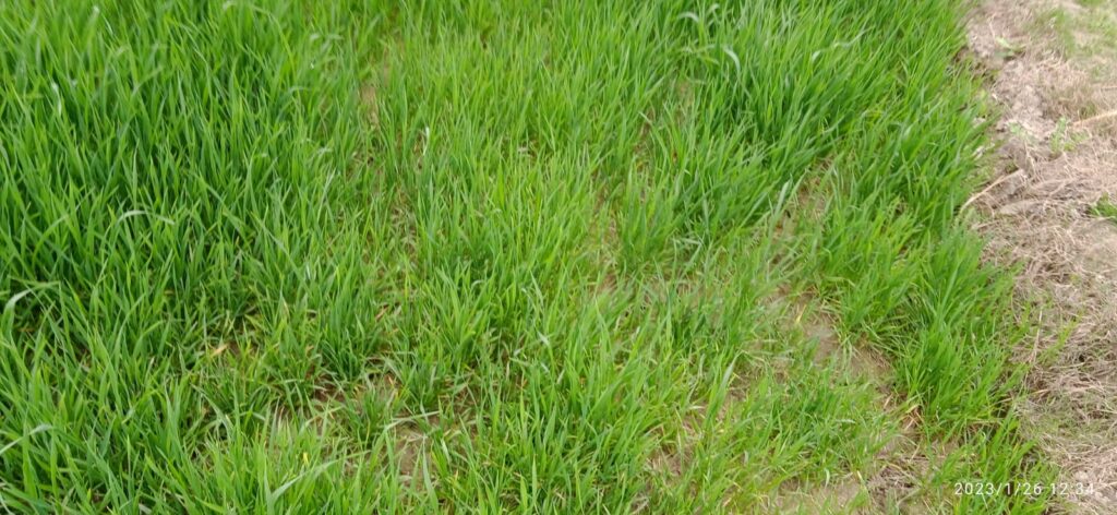 मौसम का बदलता तेवर किसानों की बढ़ा रही चिंता