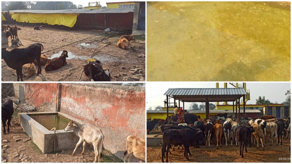 गौशाला बदहाल,निराश्रित मवेशी परेशान