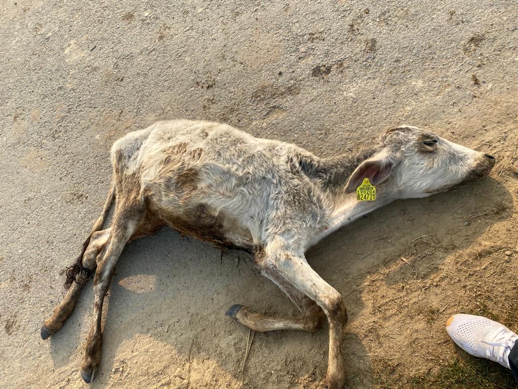 कागजों पर गौशालाएं,सड़क पर मृत अवस्था में गायें