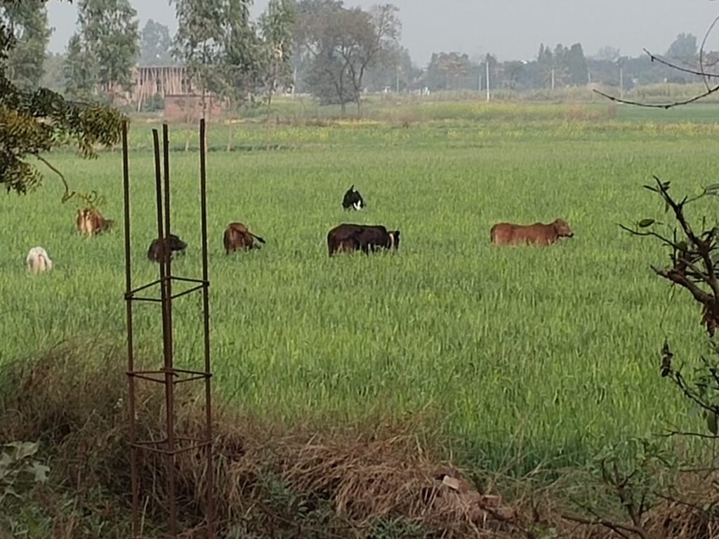 छुट्टा पशुओं का आतंक , खेत बना चरागाह - किसानों की कोई सुनने वाला नहीं