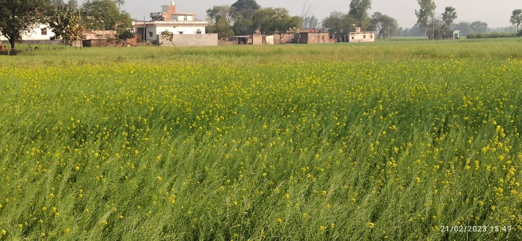 तापमान बढ़ने से फसलों के नुकसान को लेकर डरे किसान