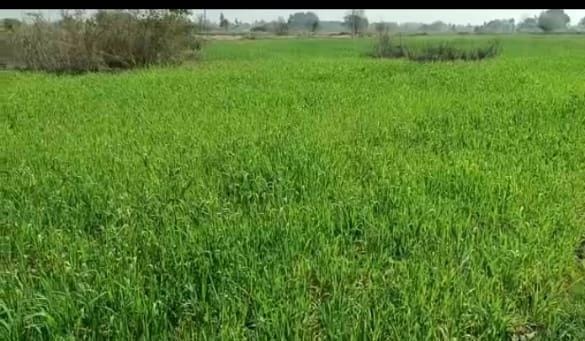 <em>हरदोई योगी राज सरकार में गौशाला की जमीन में सरसों गेहूं की करते आ रहे अवैध फसल</em>