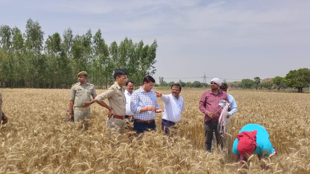 क्रॉप कटिंग ( गेंहू ) की कार्यवाही जिलाधिकारी के देख - रेख में सम्पन्नक्रॉप कटिंग द्वारा क्षेत्र के फसल की उत्पादकता का होता है परिकलन