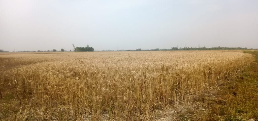 <em>हरदोई तहसील संबंधित अधिकारी की सांठगांठ से हो रही है तालाब की जमीन में अवैध गेहूं की फसल</em>