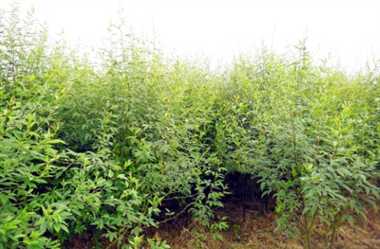 जन के साथ जमीन के लिए भी संजीवनी हैं दलहनी फसलें,