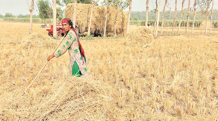 किसानों में सरकार बाटेंगी 17 लाख बायो डीकंपोजर: ताकि पराली न बने प्रदूषण का मुद्दा