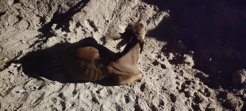 निराश्रित गोवंश का बुरा हाल, मुख्यमंत्री के इरादों पर पलीता लगा रहे हैं नगर निगम के पार्षद व नगर निगम के कर्मचारी