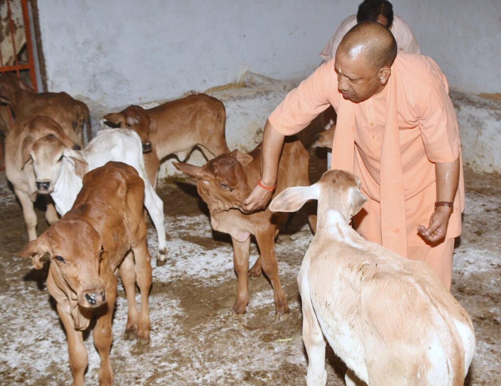सीएम योगी की पहल, गोंडा में निराश्रित गोवंशों को मिलेगा एक 'नया घर'