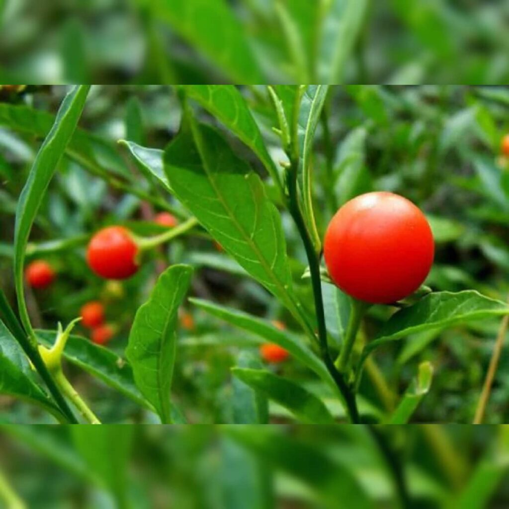 Ashwagandha: A Melody in the Symphony of Health