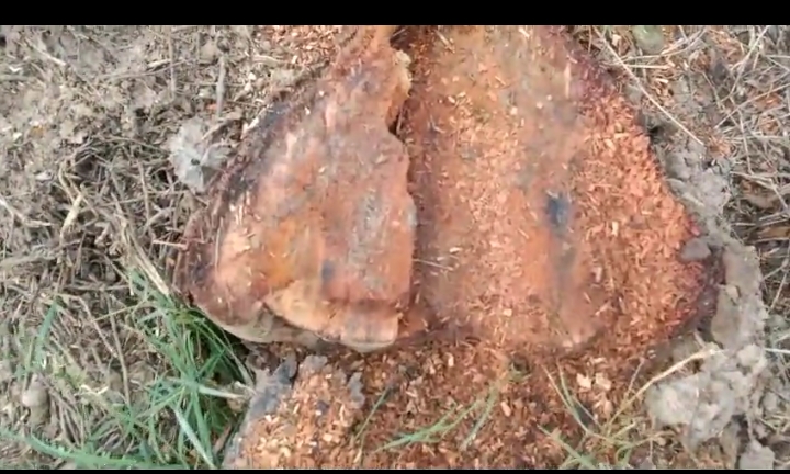 खैर कत्था के पेड़ों पर बगैर परमिट के दबंगों ने दिनदहाड़े चलाया आरा