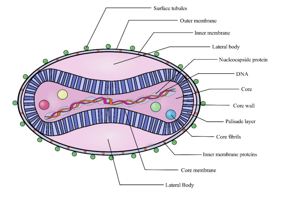 दुनिया भर में फैला एमपॉक्स वायरस, WHO ने घोषित की ग्लोबल हेल्थ इमरजेंसी