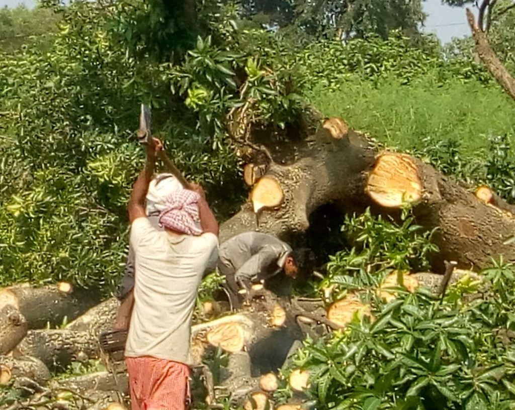 हरदोई में पेड़ों की अवैध कटान, पर्यावरण पर मंडराता खतरा और अधिकारियों की मिलीभगत