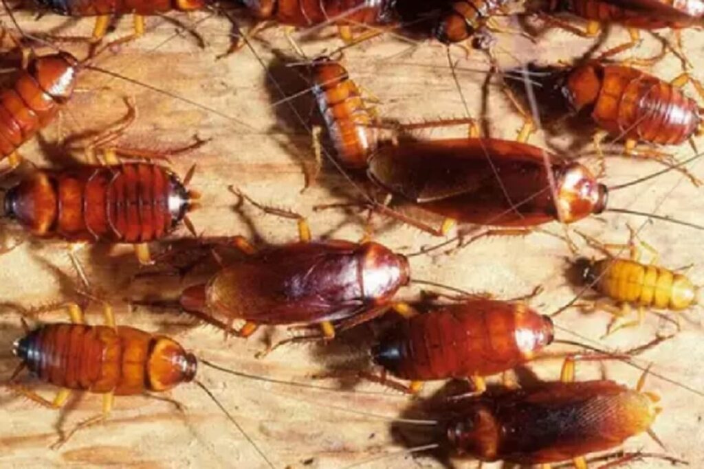 पेस्ट कंट्रोल: स्वास्थ्य और सुरक्षा की आवश्यकता