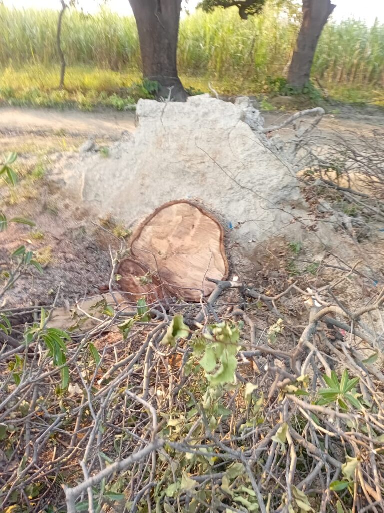 अवैध वृक्ष कटान पर नहीं लग रहा अंकुश, पर्यावरण संरक्षण पर गंभीर सवाल