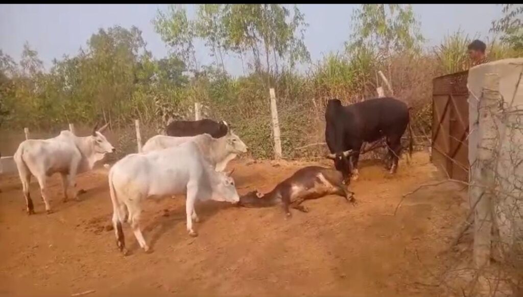 गौशाला में भूख-प्यास से तड़प रहे गोवंश, जिम्मेदार खामोश