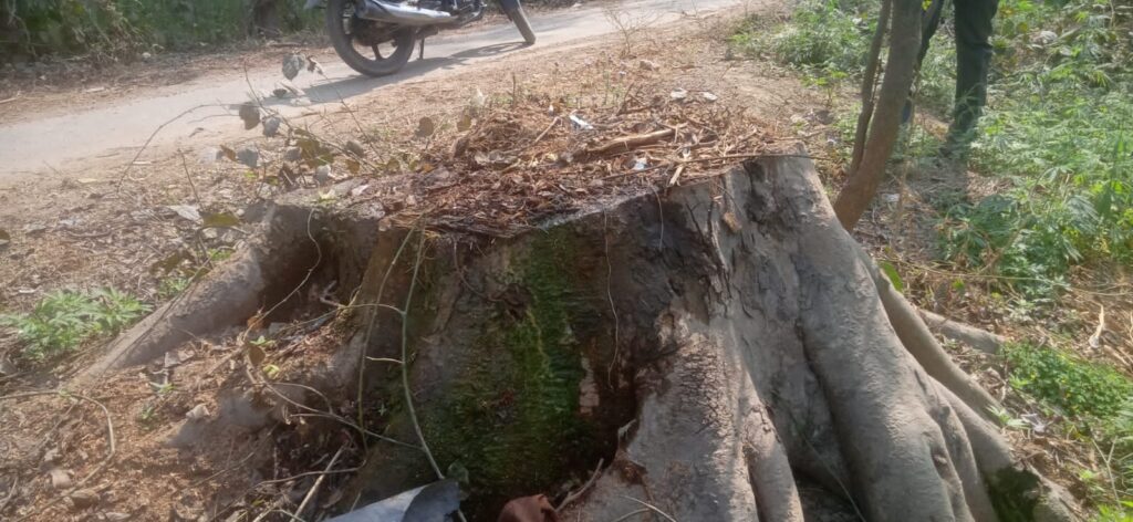 सरकारी पेड़ पर चला आरा, जिम्मेदार बेखबर