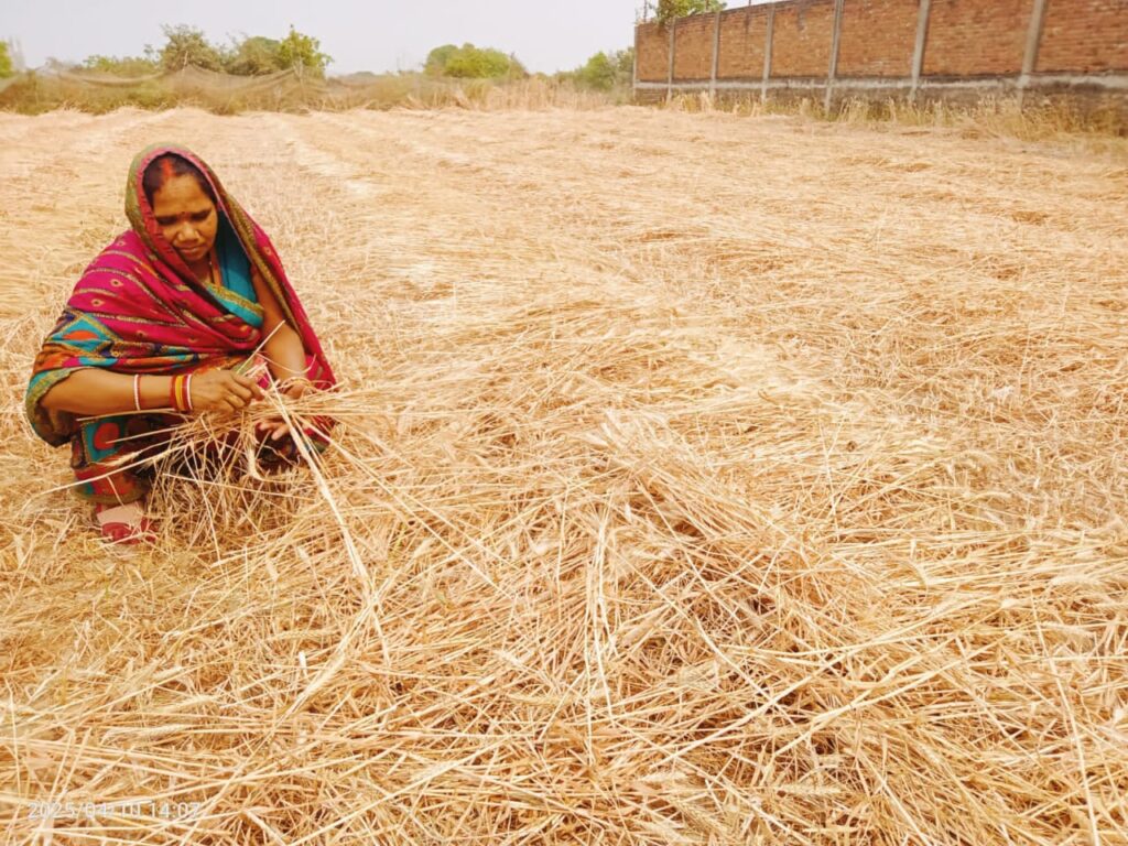 तेज रफ्तार हवा के साथ आई आंधी और बुदाबूदी से गेहूं की कटाई व मड़ाई हुआ प्रभावित