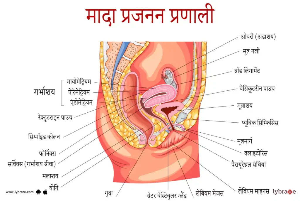 महिला प्रजनन प्रणाली में पहली बार पाया गया माइक्रोप्लास्टिक: एक गंभीर खतरे का संकेत