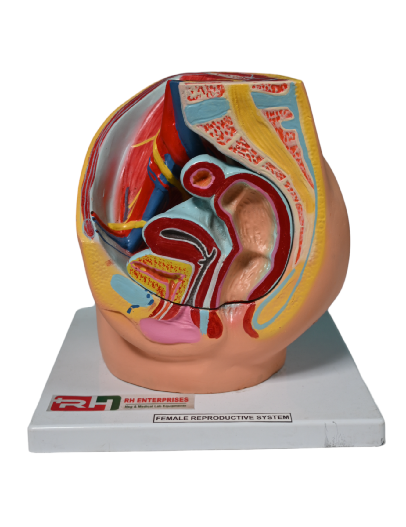 Microplastics Found in Human Ovaries for the First Time: A Silent Threat to Female Fertility