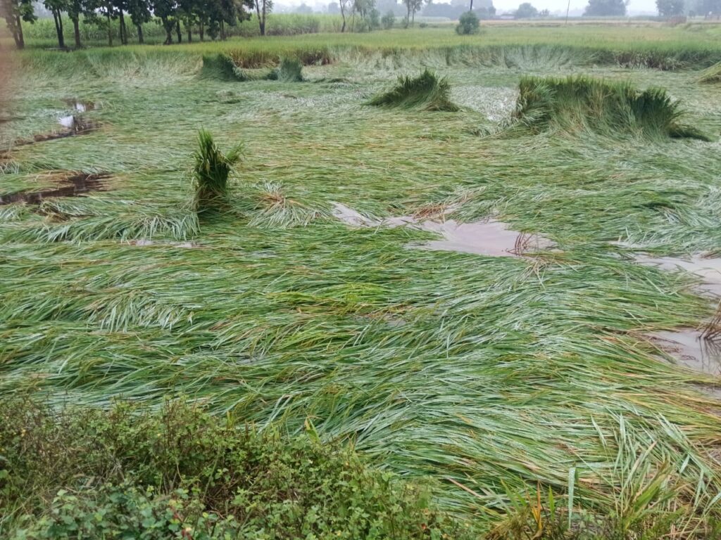 बेमौसम बारिश से किसानों की फसलें बर्बाद, खेतों में तैरता दिखा धान — किसानों की मेहनत पर फिरा पानी